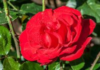 Appartement Rose Appartement Rose