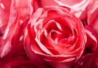 Appartement Rose Appartement Rose