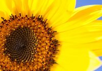 Appartement Sonnenblume Appartement Sonnenblume